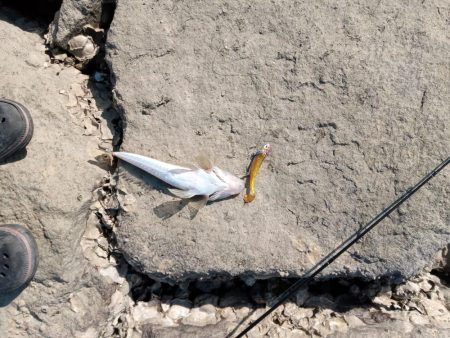 初マゴチ 釣れました