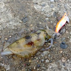 デカイ！胴長21cm