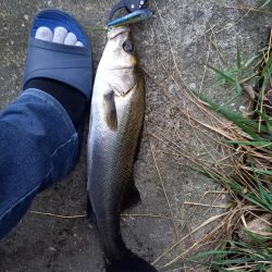 夕方の短時間釣行です。