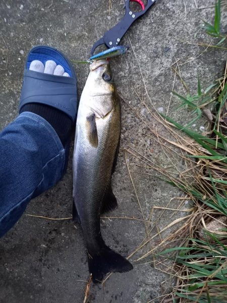 夕方の短時間釣行です。