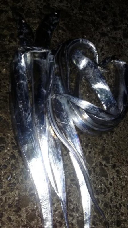 タチウオやっと接岸中