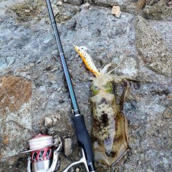 青モンは留守でした