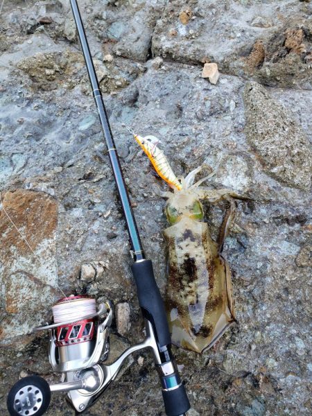 青モンは留守でした