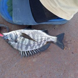 久しぶりのヘチ釣りでしたが