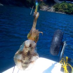 秋イカは簡単なの？