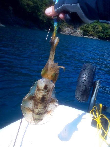 秋イカは簡単なの？