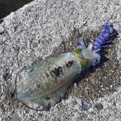 久しぶりに日本海へ