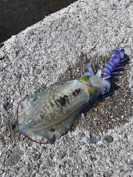 久しぶりに日本海へ