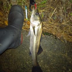 常夜灯の下で魚影がみえた