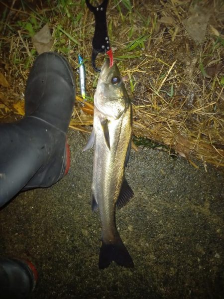 常夜灯の下で魚影がみえた