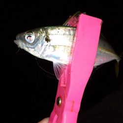 アジング～シーバス