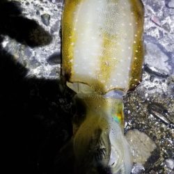 久しぶりにエギング