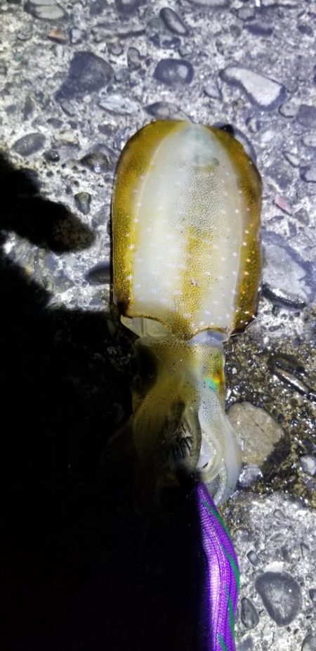 久しぶりにエギング