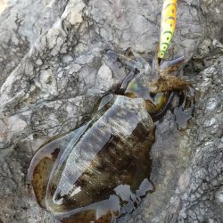 リベンジならず秋サイズ(..)