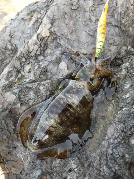 リベンジならず秋サイズ(..)