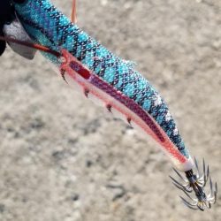 エギング 南は少し大きいのかな?