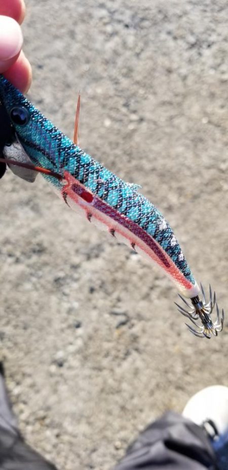 エギング 南は少し大きいのかな?