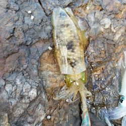 んー渋いです。