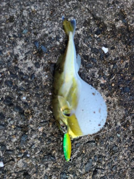 今日は不発rルアー