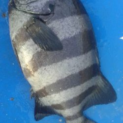 石鯛(中型)(小型)