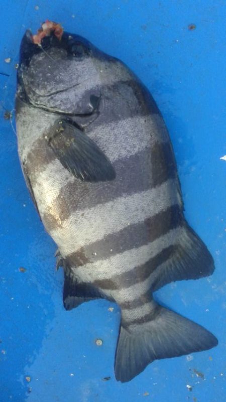 石鯛(中型)(小型)