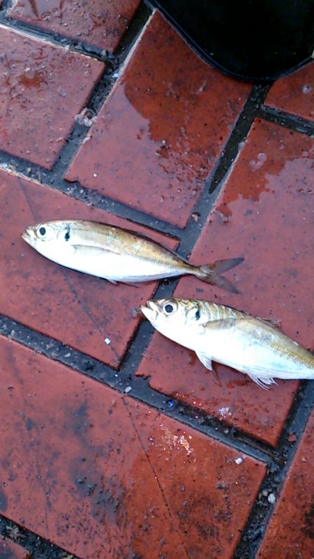 たまには親孝行