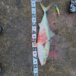 久しぶりの釣果