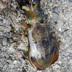 サイトエギング