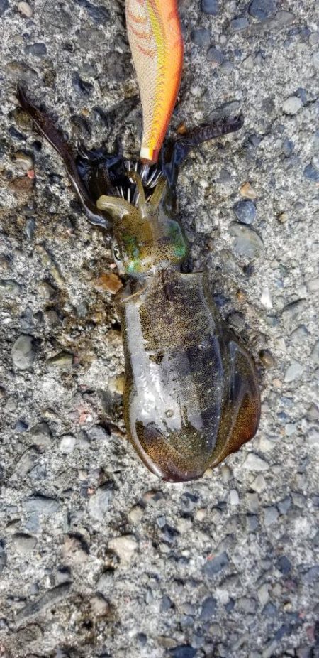 サイトエギング