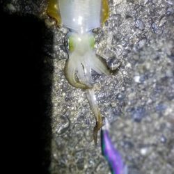 タチウオ釣りたかった