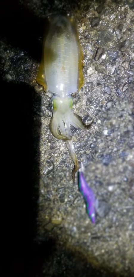 タチウオ釣りたかった