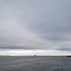 サヨリはいるんですが