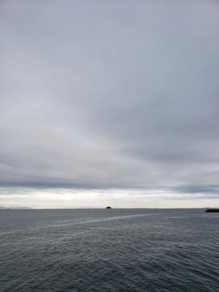 サヨリはいるんですが