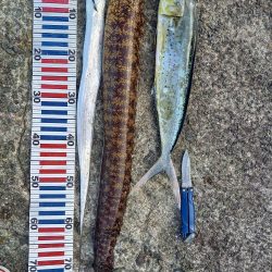 小浦一文字でシイラ釣り