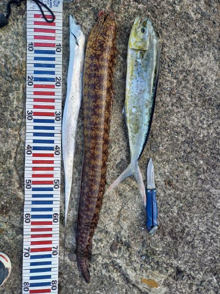 小浦一文字でシイラ釣り