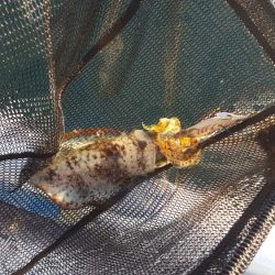 久しぶりのボートエギング