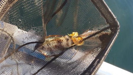 久しぶりのボートエギング