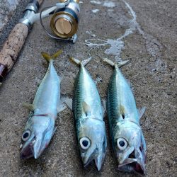 プチsalt water game