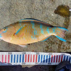 沖ノ島遠征part2