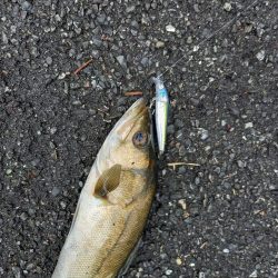 雨の直後でいい濁りでした