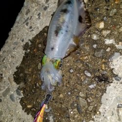 久しぶりのナイトエギング(^^)v