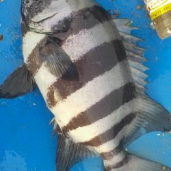 石鯛(中型)(小型)外道メジロ