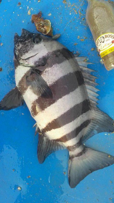 石鯛(中型)(小型)外道メジロ