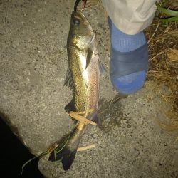 サイレントアサシン99Fは凄い