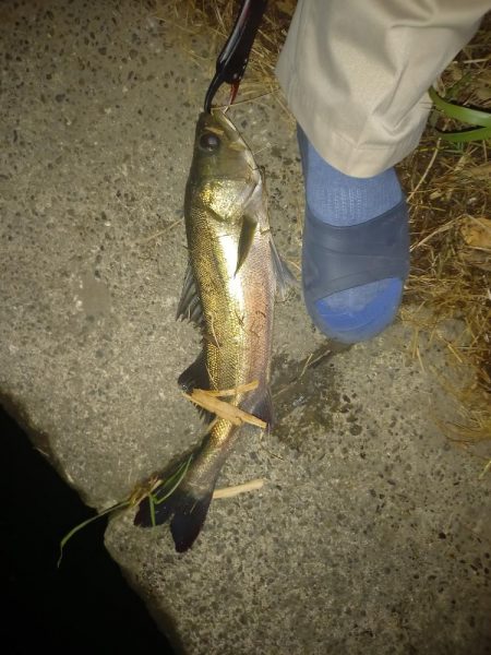 サイレントアサシン99Fは凄い