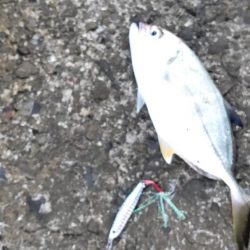 タチウオとツバス