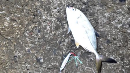 タチウオとツバス