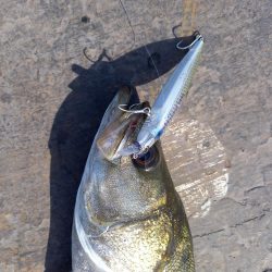 岸際をネチネチと攻めてきました