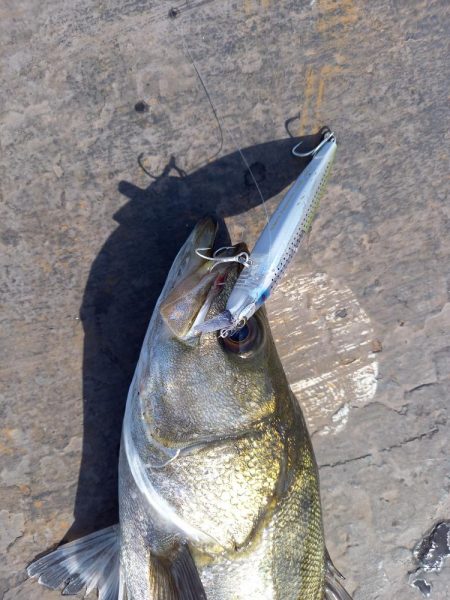 岸際をネチネチと攻めてきました