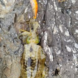 まだ秋の数釣り(^^)